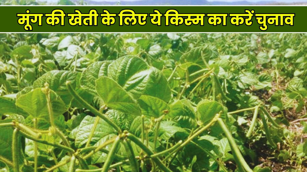 मार्च में मूंग की खेती के लिए ये किस्म का करें चुनाव, होगी बंपर कमाई, और ऐसे घर बैठे मंगवाएं बीज