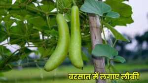 बरसात में लगाए लौकी की ये 5 बेहतरीन किस्में और पाएं बंपर मुनाफा - Lauki ki 5 Best Variety