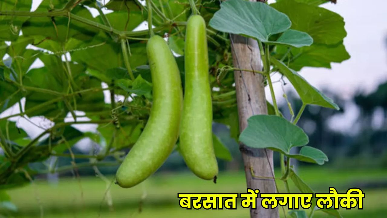 बरसात में लगाए लौकी की ये 5 बेहतरीन किस्में और पाएं बंपर मुनाफा - Lauki ki 5 Best Variety