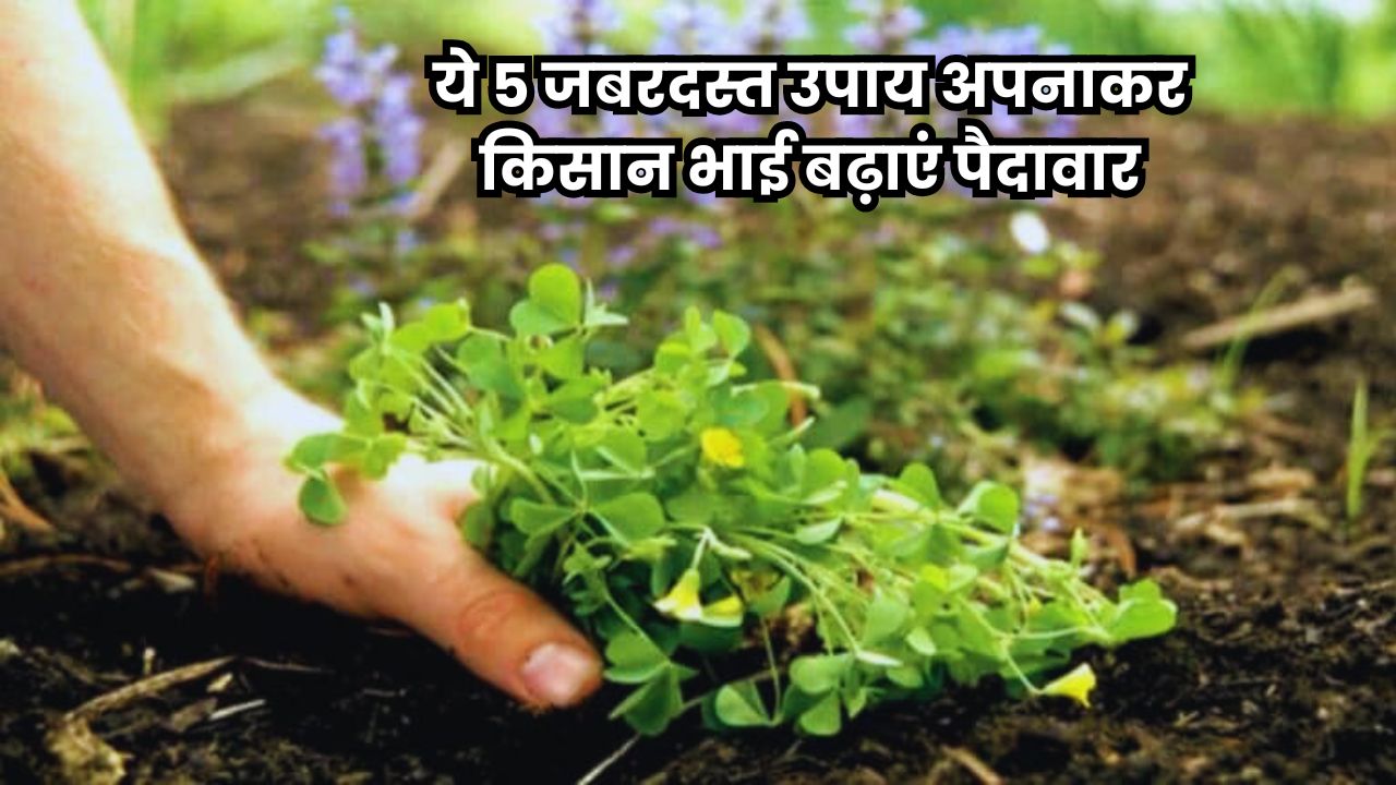 खरपतवार की वजह से फसल हो रही बर्बाद तो ये 5 जबरदस्त उपाय अपनाकर किसान भाई बढ़ाएं पैदावार