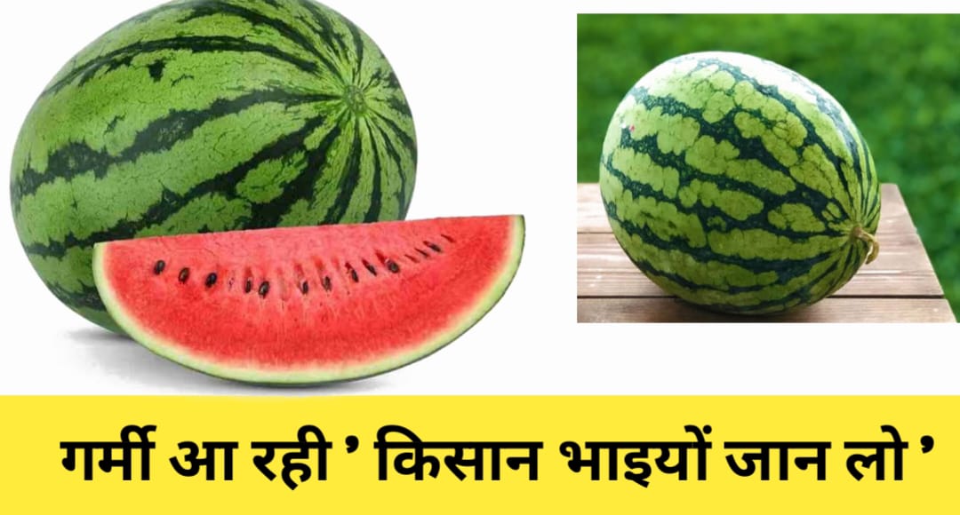 तरबूज