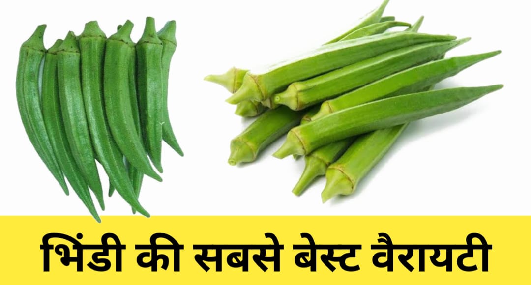 bhindi ki sabse best variety