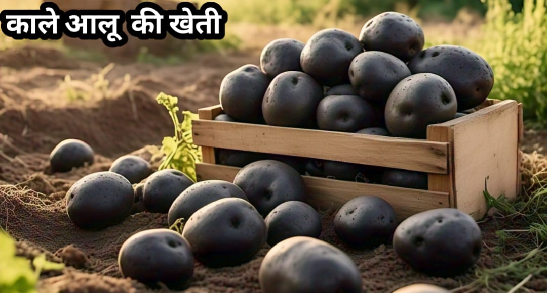 काले आलू की खेती