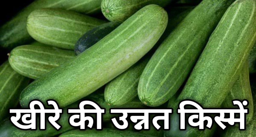 खीरे की उन्नत किस्में