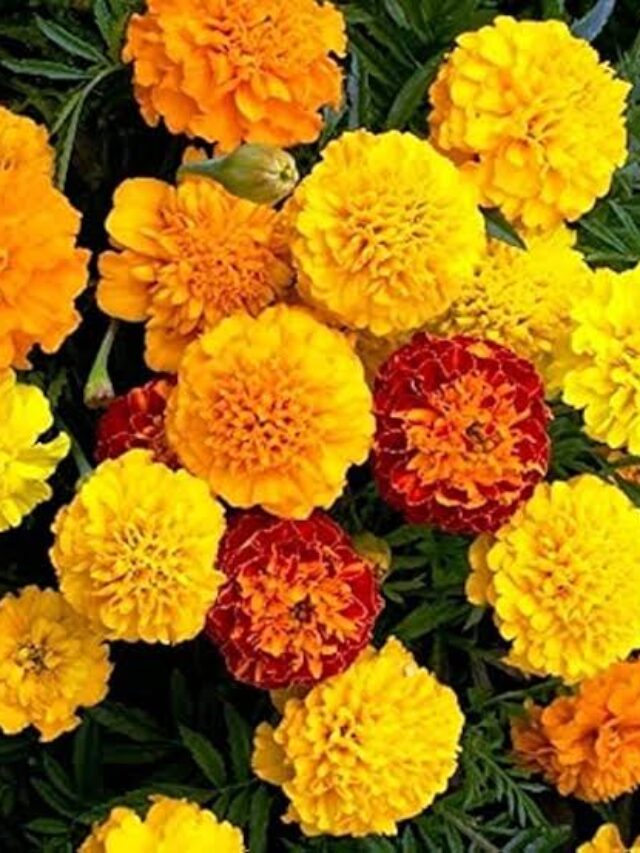 flowers farming