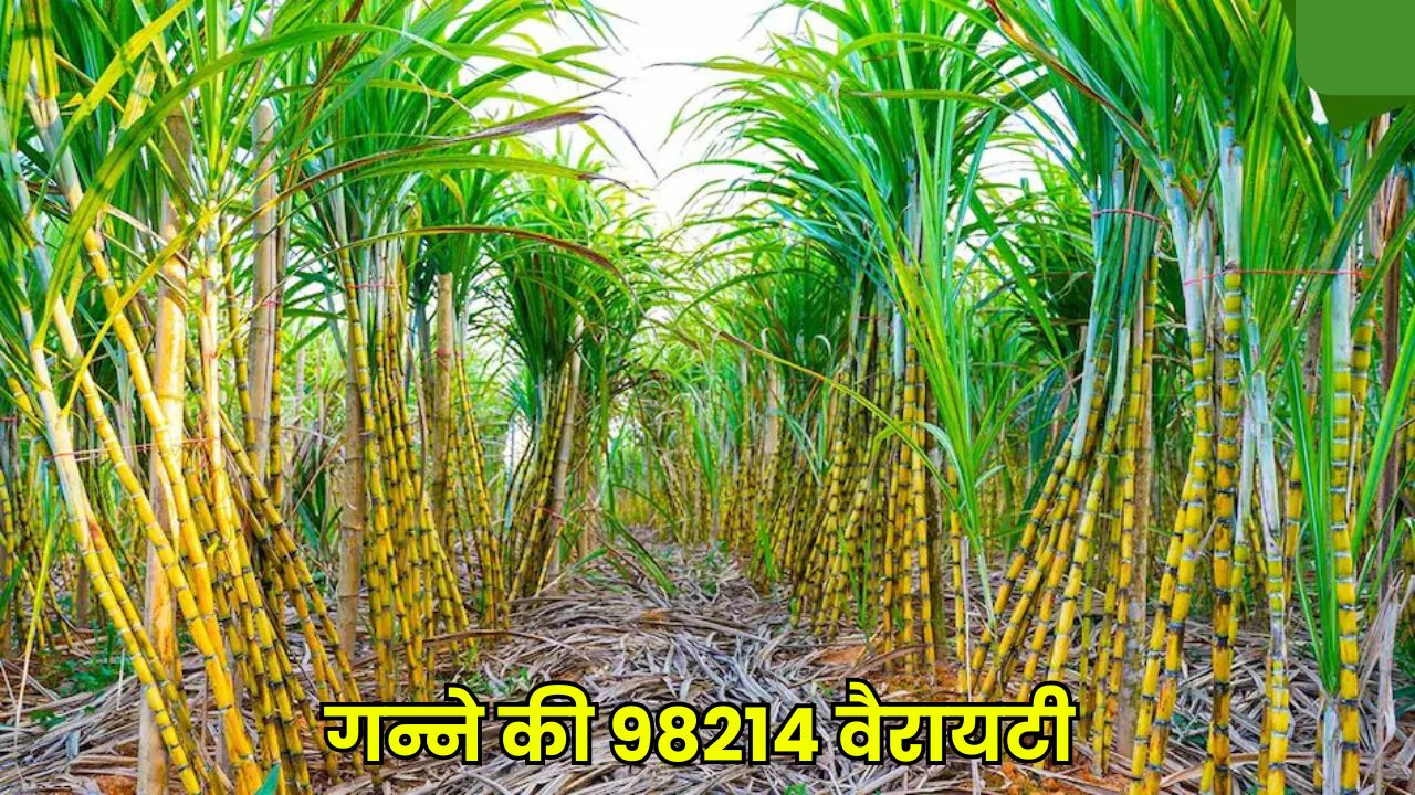 गन्ने की 98214 वैरायटी से होगी बंपर फसल, किसानों को मिलेगा 20% ज्यादा मुनाफा