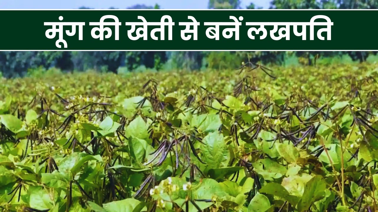 Moong Ki Kheti Tips : मूंग की खेती से बनें लखपति, सही सिंचाई और उर्वरक से होगी बंपर पैदावार