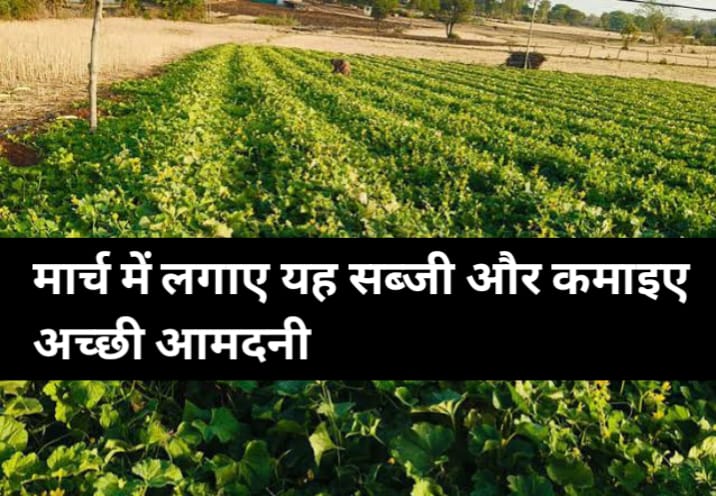 सब्जी की खेती