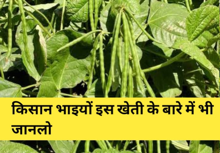 गरमा मूंग
