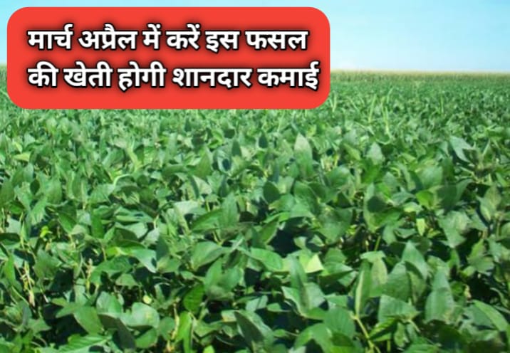 फसल