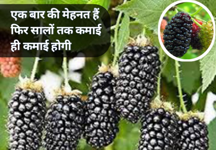 फल की खेती