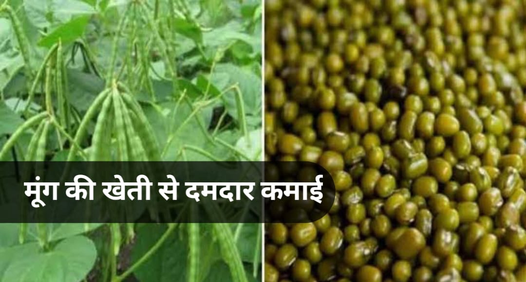 मूंग की खेती