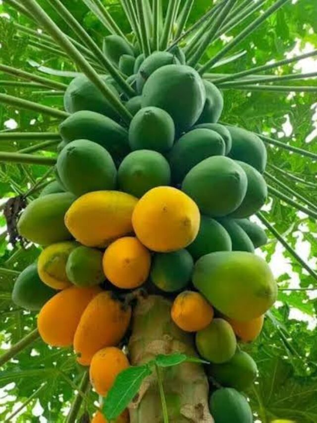 WhatsApp Image 2025-03-06 at 6.59.39 AM (1)