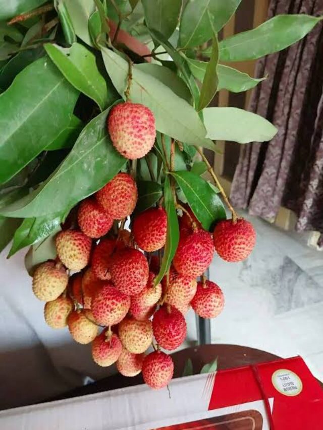 WhatsApp Image 2025-03-11 at 6.09.28 AM