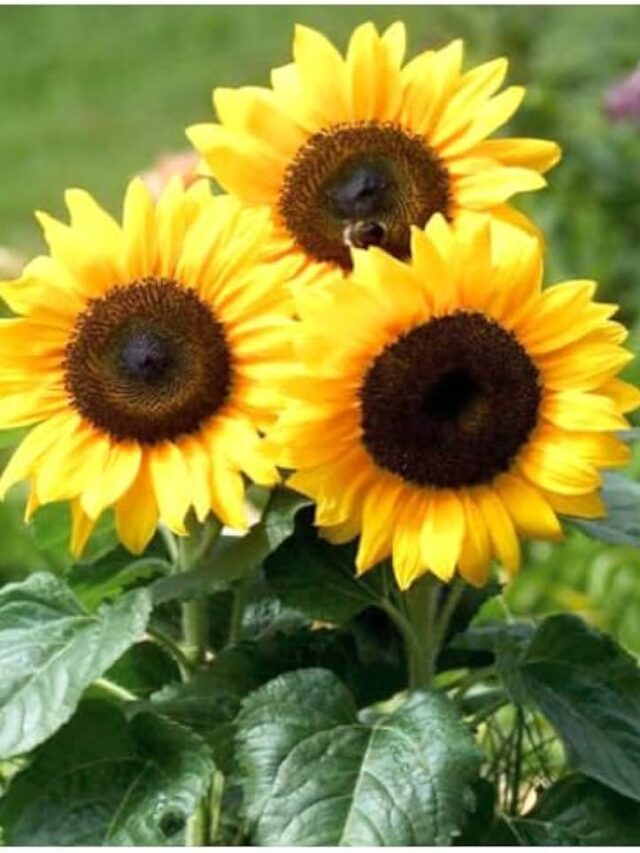 WhatsApp Image 2025-03-12 at 5.22.33 AM (1)