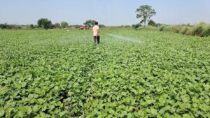 Moong Ki Kheti Tips : मूंग की खेती से बनें लखपति, सही सिंचाई और उर्वरक से होगी बंपर पैदावार