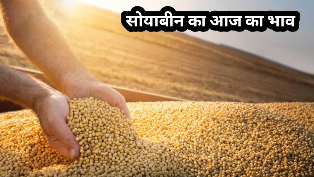 Soyabean Mandi Bhav Today