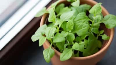 पालक की खेती