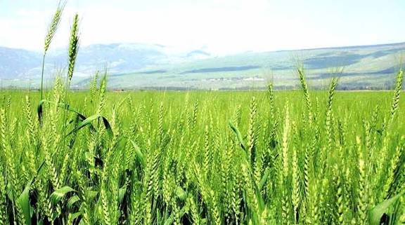 गेहूं की फसल