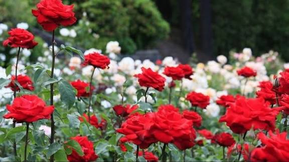 सफेद गुलाब की खेती