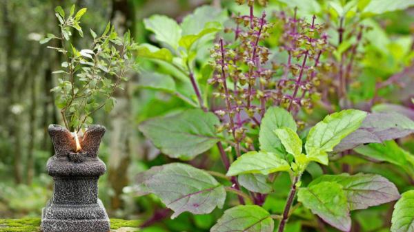 तुलसी का पौधा