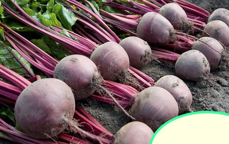 रबी सीजन