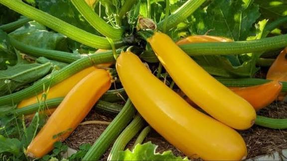 Zucchini Farming