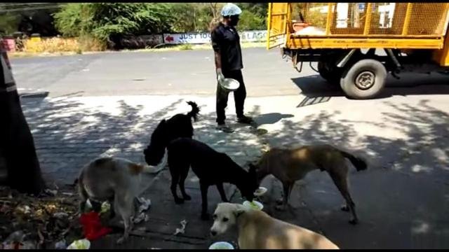 नगर निगम