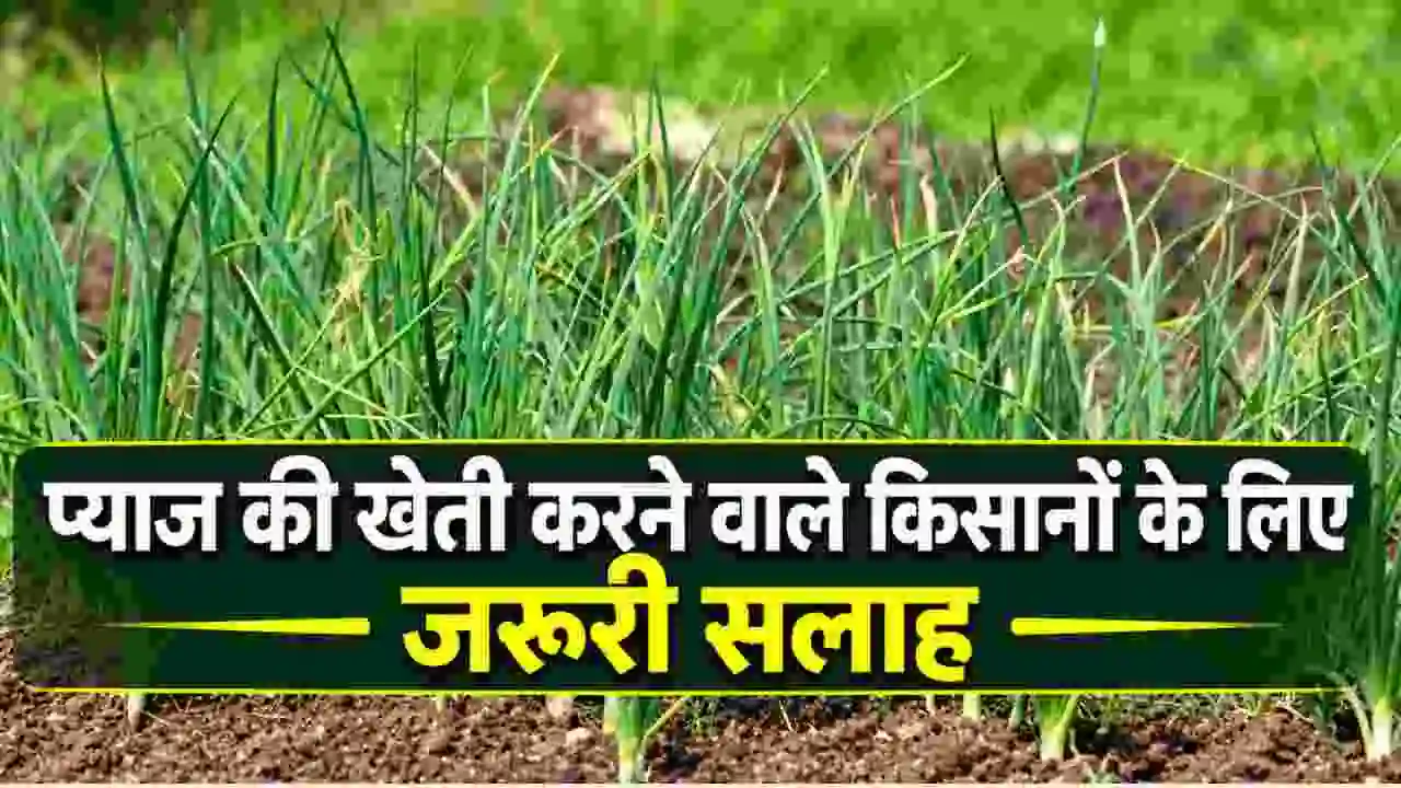 Rabi Season Agriculture Advise
