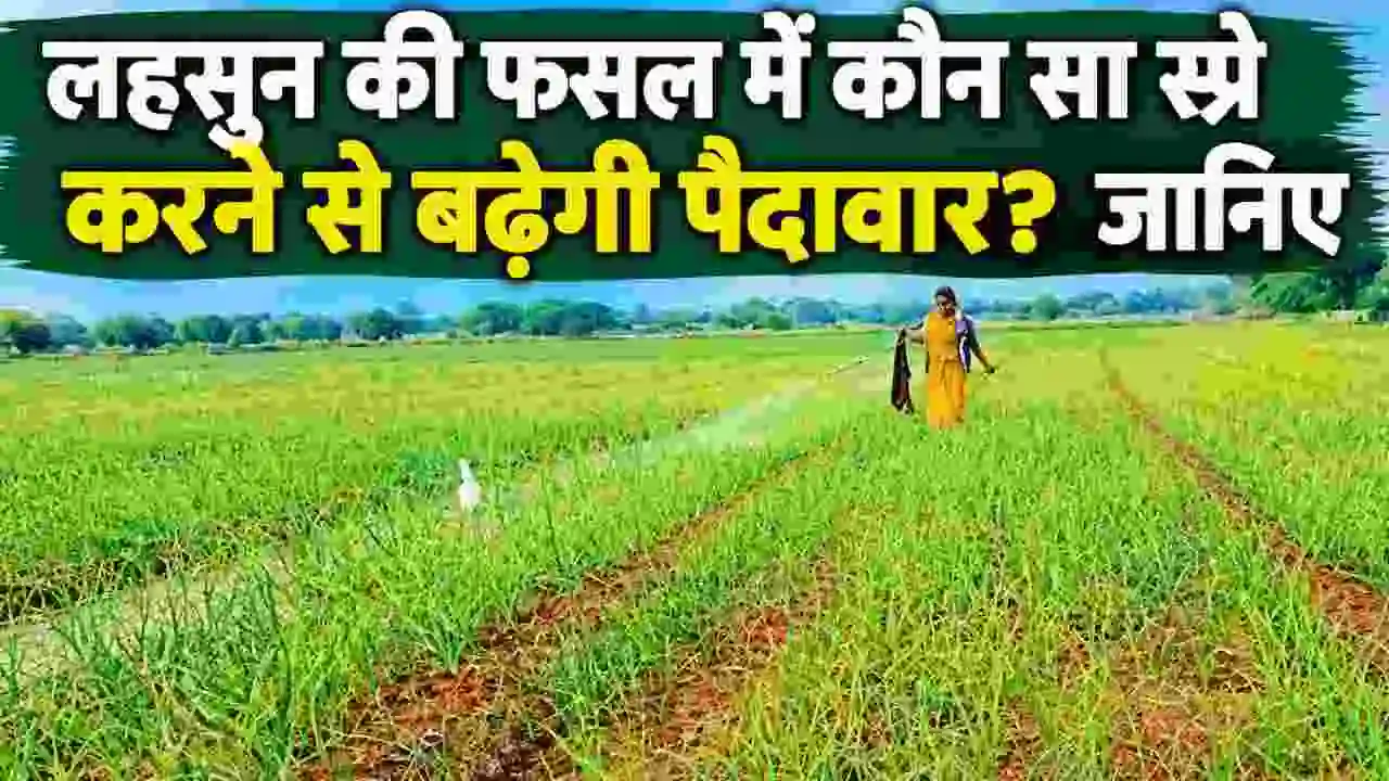 Garlic Agricultural Advice