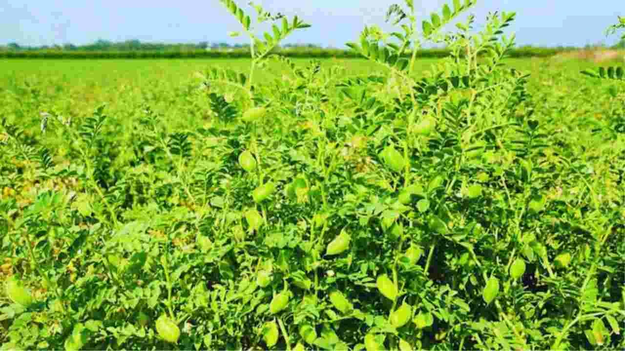 Trichoderma in gram crop advantages