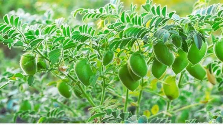 Chickpea Crop Care